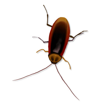 VirtualCockroach
